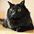 dblackCat